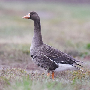 Greater White-fronted Goose